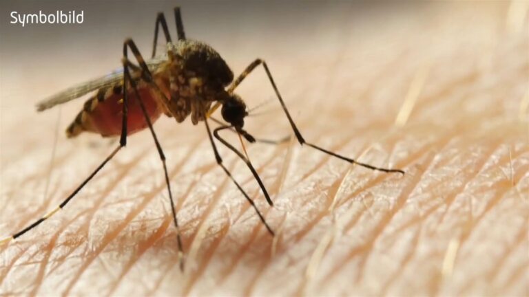 Dritter Malaria-Toter in Frankfurt nach Flughafen-Infektion