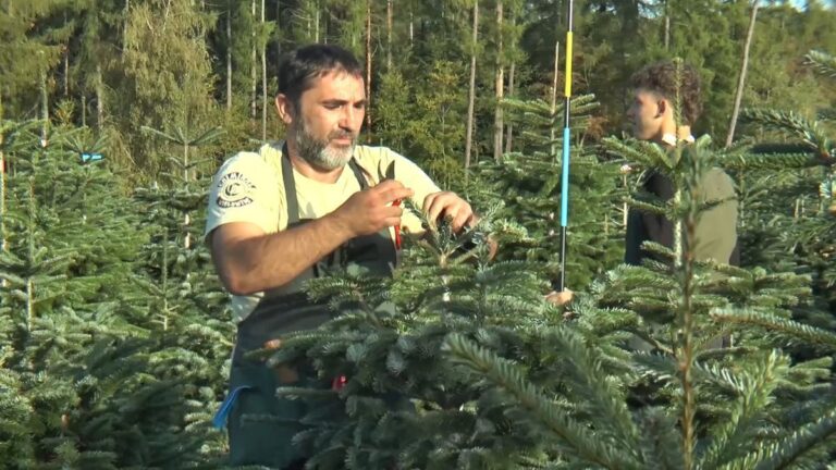 Weihnachtsbäume: Preise steigen leicht trotz Kostendruck