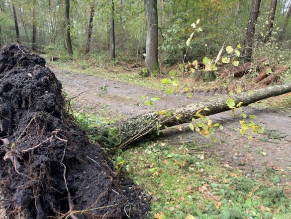 Sturmschaden eines entwurzelten Baums
