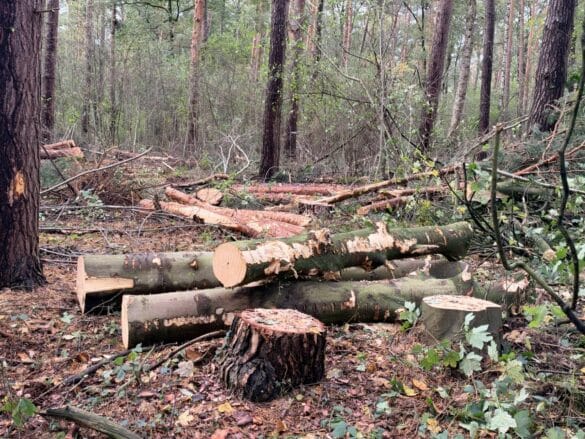 Hier wütete die Kettensäge um das Natruper Holz zu einem ordentlich bewirtschafteten Stadtwald umzuwandeln