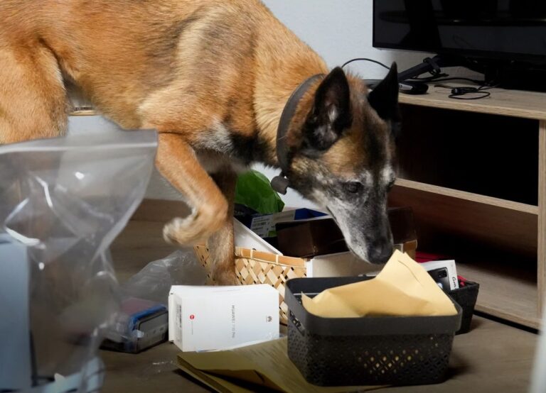 Drogenspürhund der Polizei Osnabrück bei einer Durchsuchung