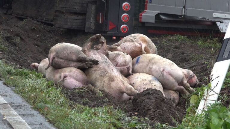 Schweinetransporter kippt in Cloppenburg um