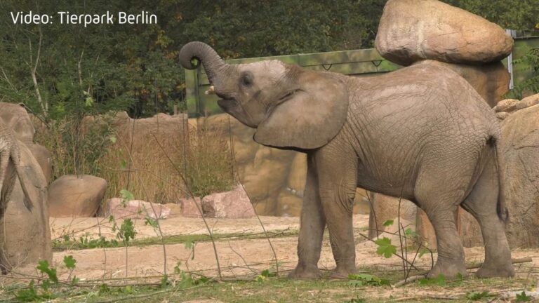 Elefantenbulle Simon: Notfall-OP am Stoßzahn im Tierpark Berlin