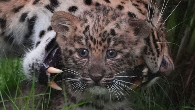 Hagenbecks Leoparden-Nachwuchs heißt Suko, Kenji und Chen Lu