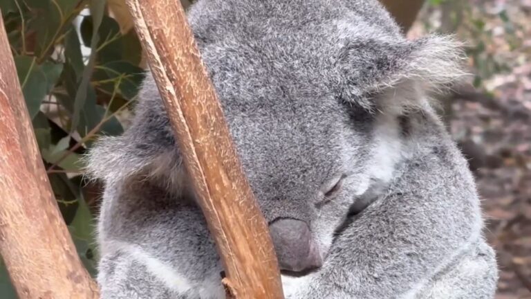 Koalas brauchen dringend Schutz