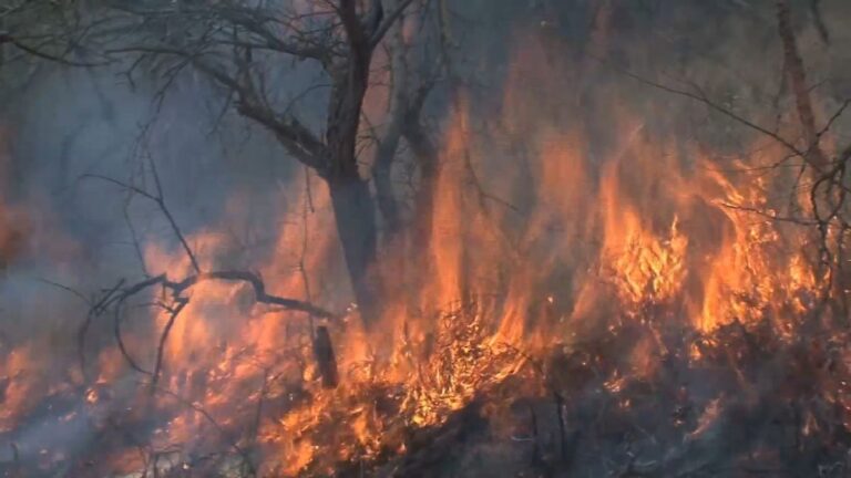 EU plant Klimaresilienz-Strategie nach Rekordhitze