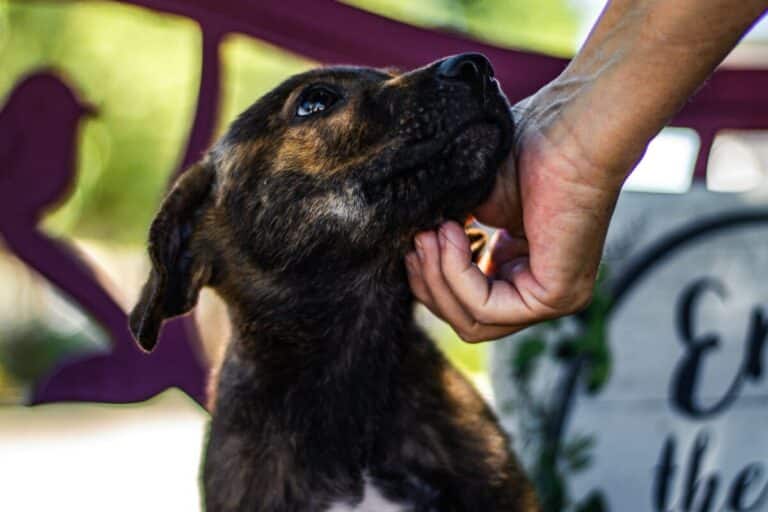Zuwendungen aus dem Nachlass sichern die Versorgung von Tieren, von der tierärztlichen Behandlung bis zur dauerhaften Unterbringung.