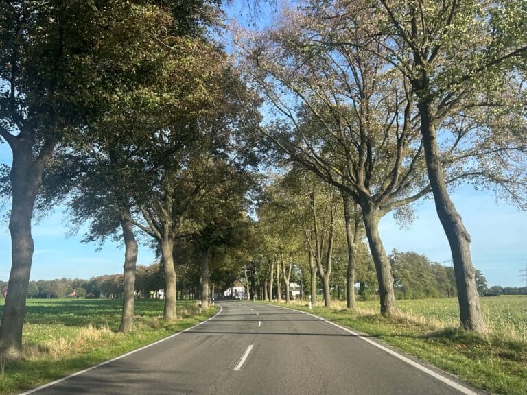 Baumallee an der Reininger Straße in Hunteburg
