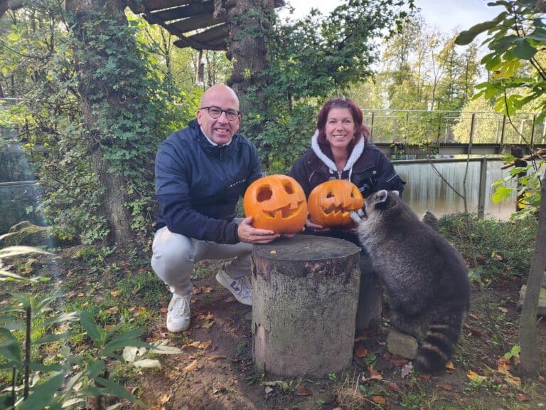 Nico Korte und Diana Reuvekamp mit zwei geschnitzten Kürbissen und einem Waschbären im Zoo Osnabrück