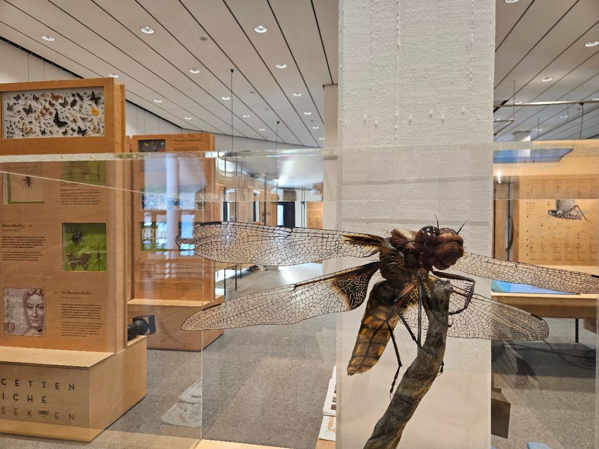 Sonderausstellung im Museum am Schölerberg