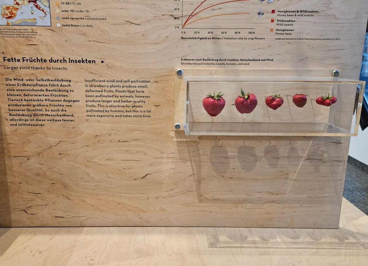 Die Auswirkungen vom Blütenbestäuben auf unsere Lebensmittel