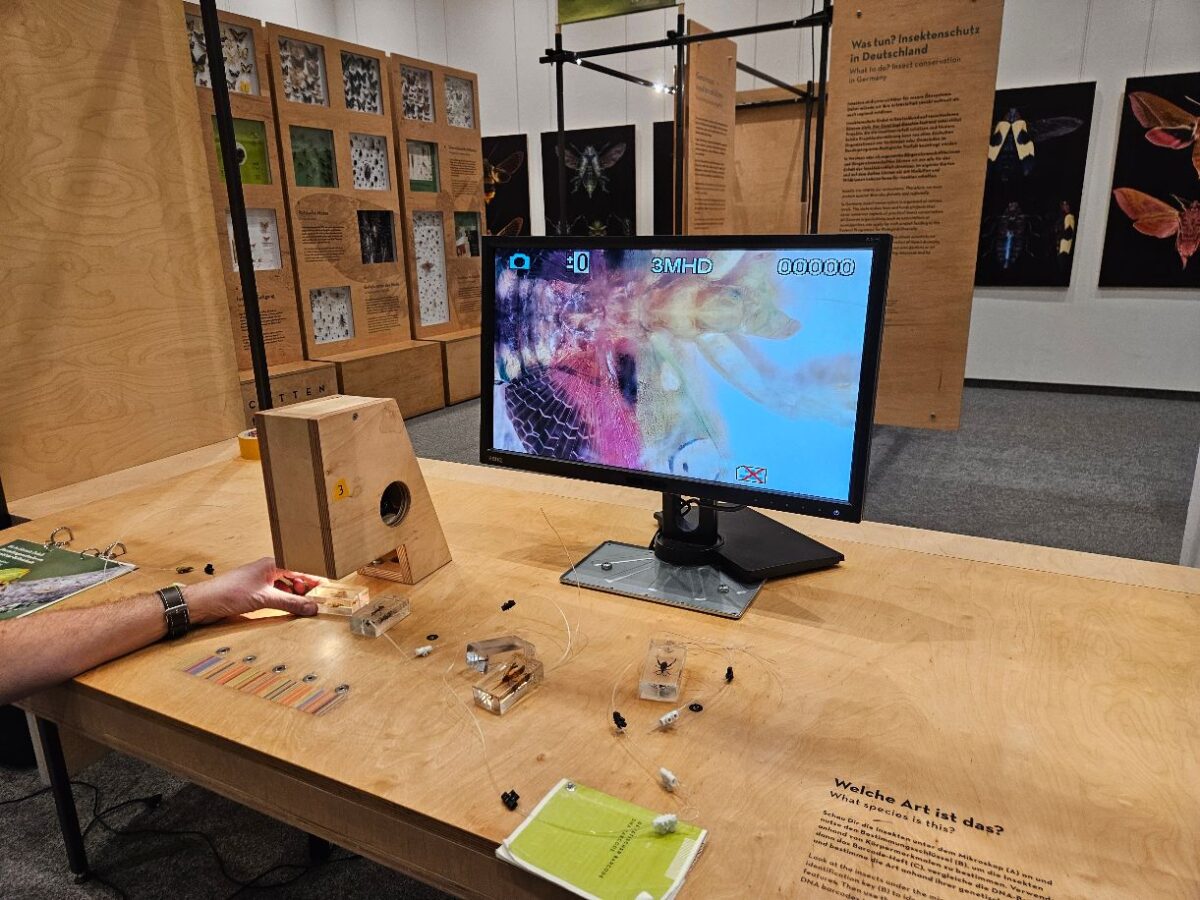 Ein detaillierter Blick au Insekten durch ein Mikroskop