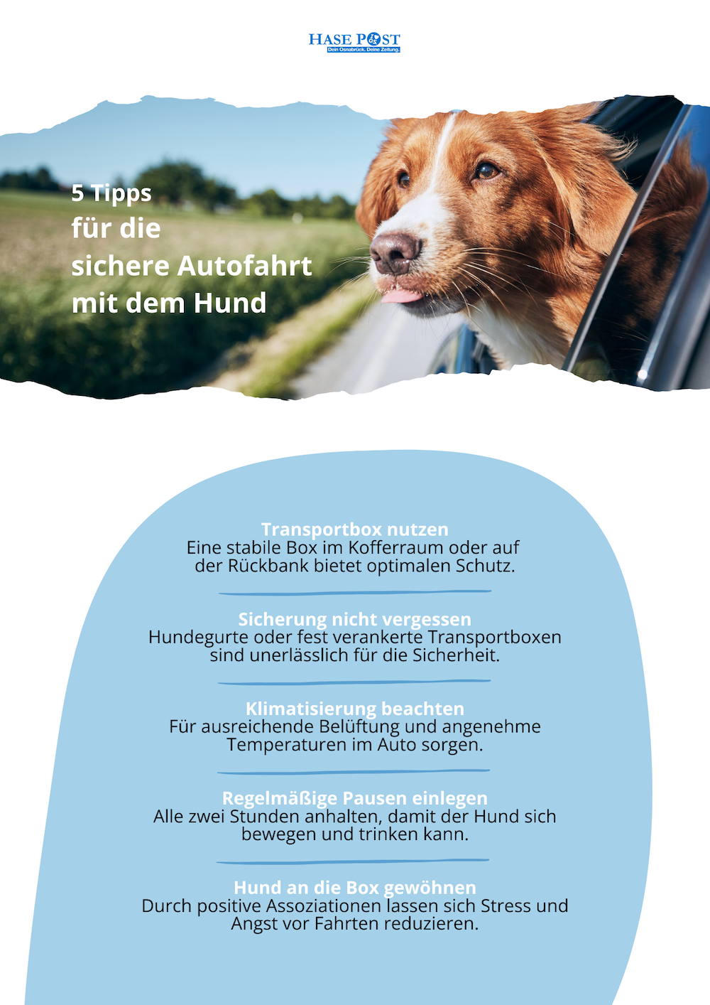 Infografik: Hundetransportboxen