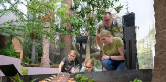 Das Museum am Schölerberg lädt zum freien Freitag in seine Dauerausstellung mit dem Karbonwald ein. / Foto: Hermann Pentermann
