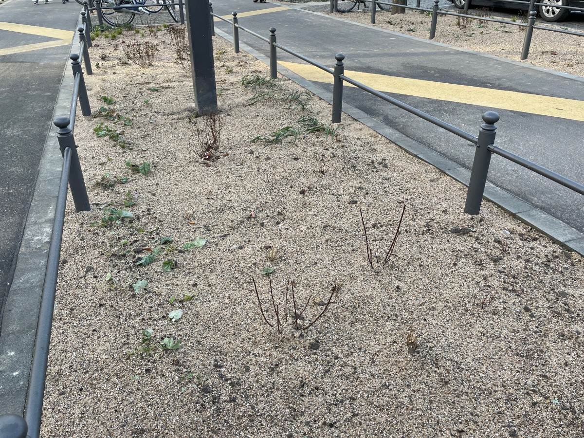 Statt Rasen gibt's Sand und Kies am Radboulevard. / Foto: Dominik Lapp