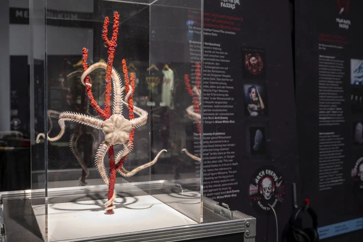 Dieser Schlangenstern mit dem Namen melusinaster arcusinimicus ist nach der schwedischen Death-Metal-Band Arch Enemy benannt worden. / Foto: Angela von Brill