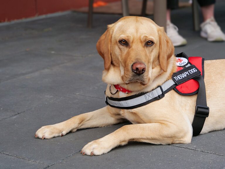 Therapiehund Chima / Foto: Klinikum Osnabrück