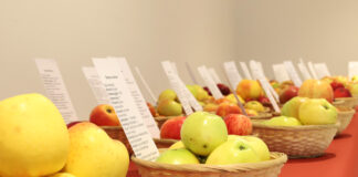 Bei einer Apfelsorten-Ausstellung im Museum am Schölerberg sind alte, regionale Apfelsorten zu sehen.