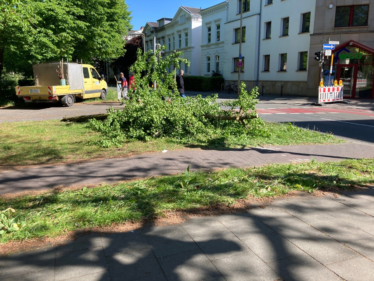 Taxi prallt am Heger-Tor-Wall in Osnabrück gegen Baum – Fahrer verletzt Der Baum ist durch den Aufprall des Taxis umgestürzt. / Foto: Dominik Lapp