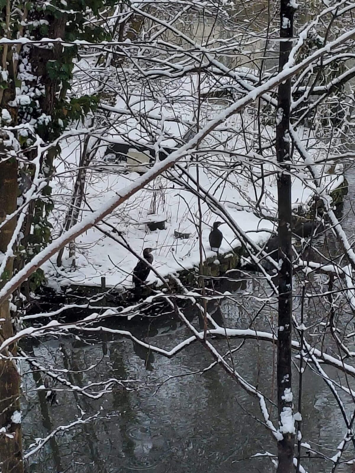Den Vögeln macht der Schnee nichts aus / Foto: Justus Hanneken 