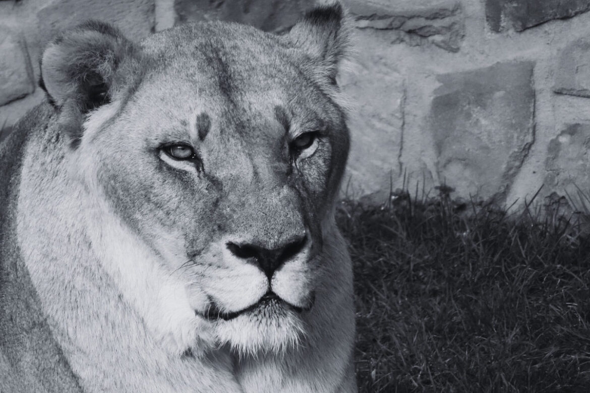 Mahiri / Foto: Zoo Osnabrück