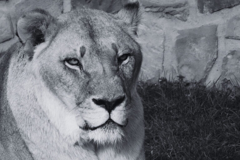 Mahiri / Foto: Zoo Osnabrück