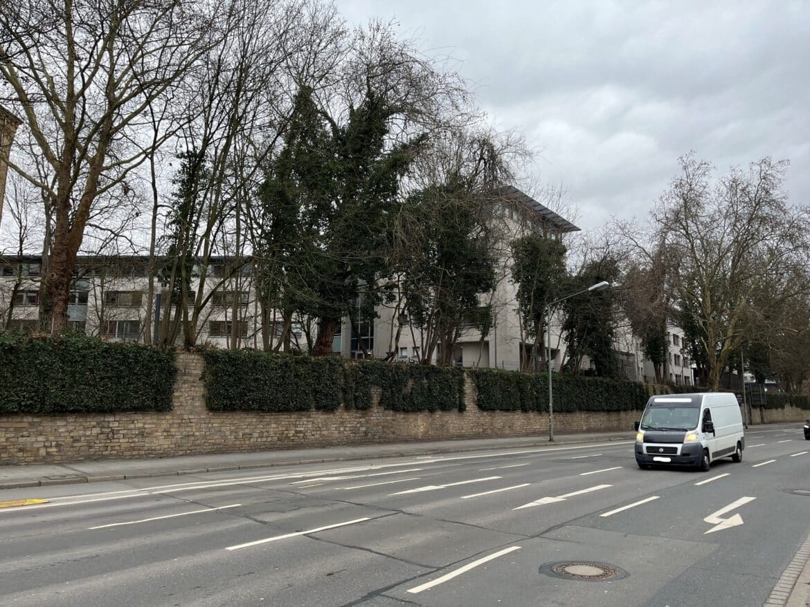 Zu dicht an der Mauer, Wildwuchs muss entfernt werden. / Foto: OSB, Friedrich Rölfing