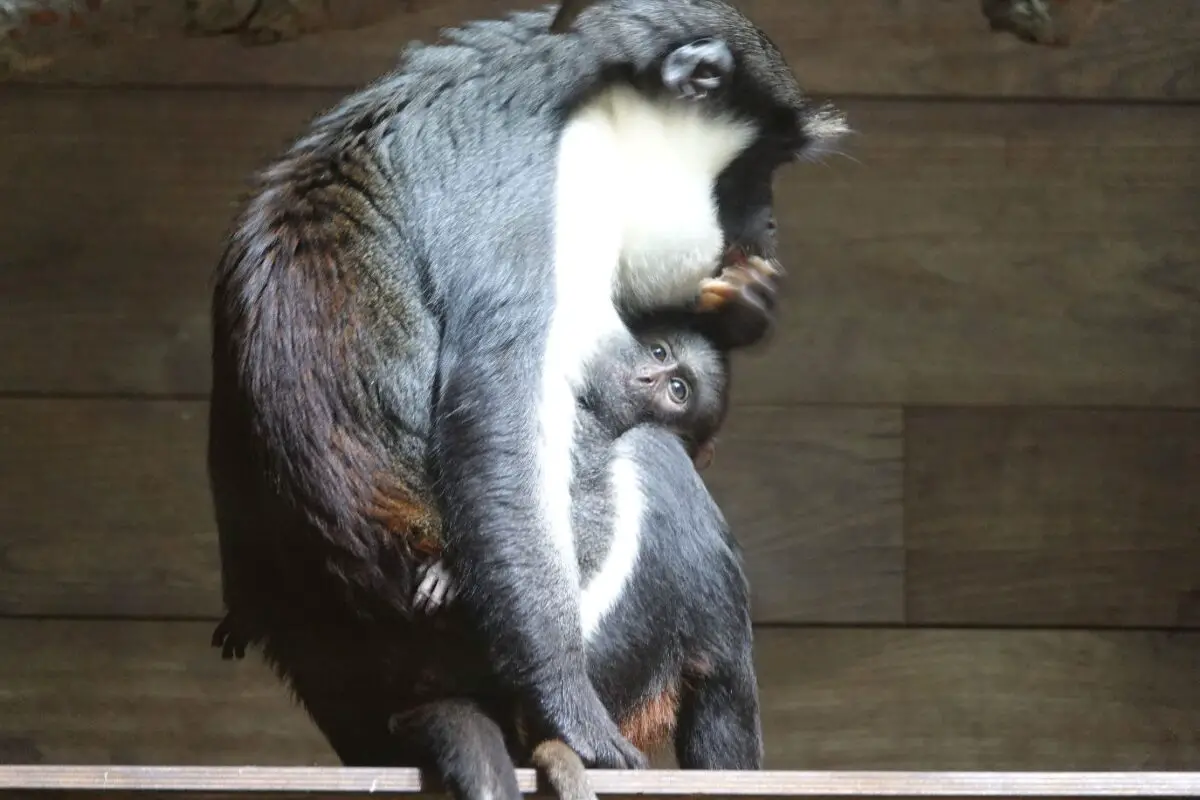 Mit dem Ende Januar geborenen Jungtier leistet der Zoo Osnabrück einen Beitrag zum Arterhalt der stark gefährdeten Dianameerkatzen.