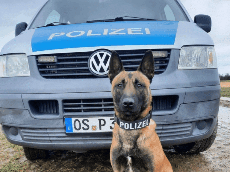 Spürhund Crixus in Osnabrück (Gesamtstadt)