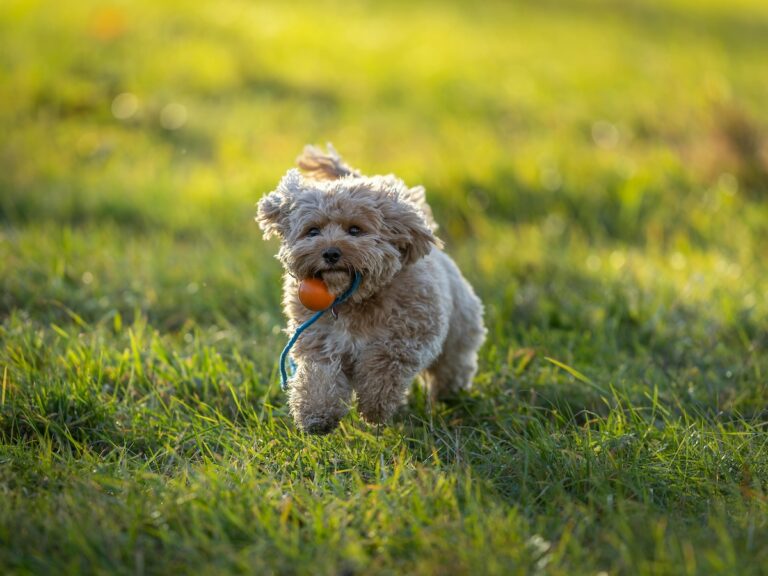 Hund spielt mit Ball