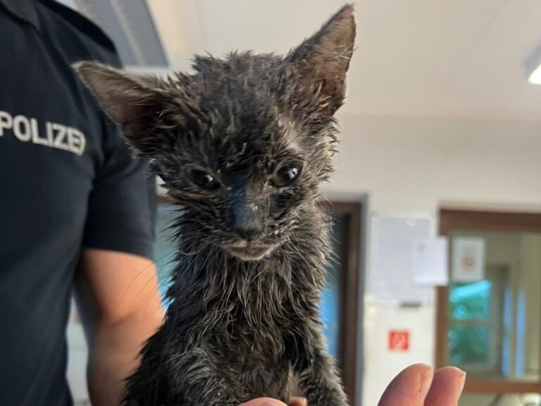 Gerettete Babykatze / Foto: Polizei
