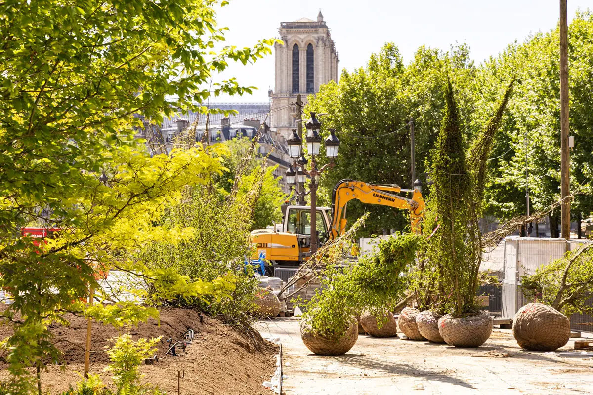 Bäume, bereits bis zu 10 Meter hoch, geliefert auch aus Deutschland und von den Baumschulen speziell darauf vorbereitet um auf einer Tiefgarage zu gedeihen