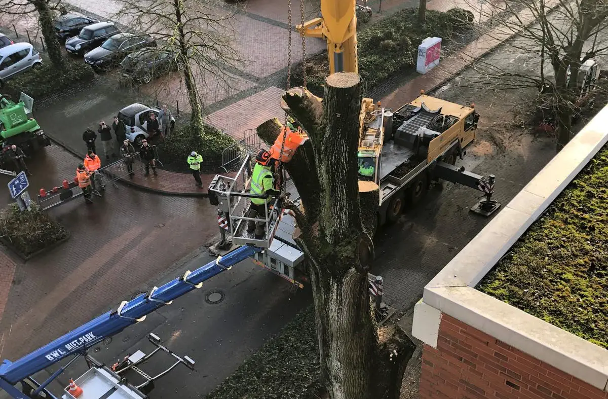 Mit Kran und Hubsteiger wurde die alte Eiche und Hollage innerhalb kürzester Zeit zerlegt