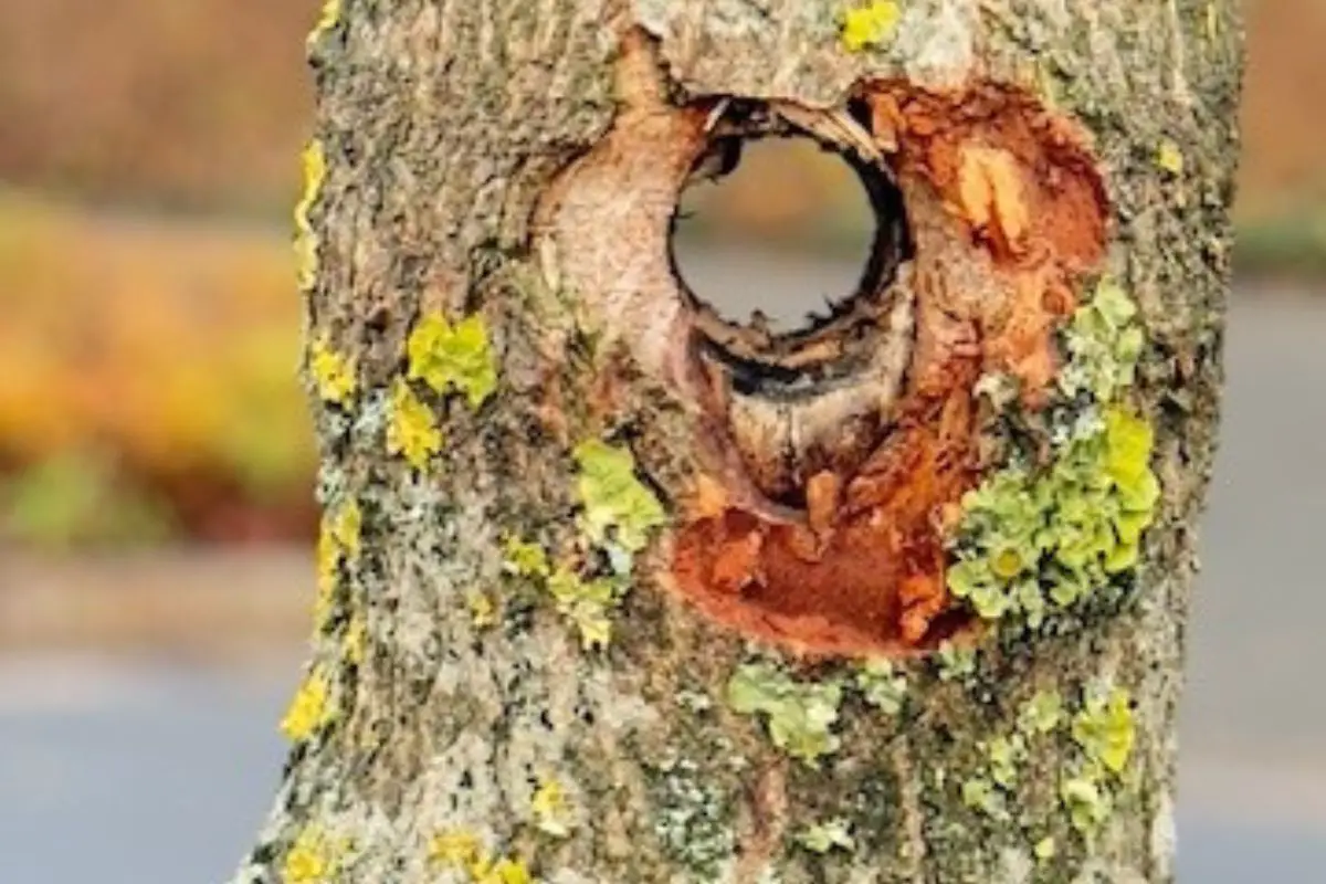 Beschädigter Baumstamm in Bad Laer. / Foto: PI Osnabrück