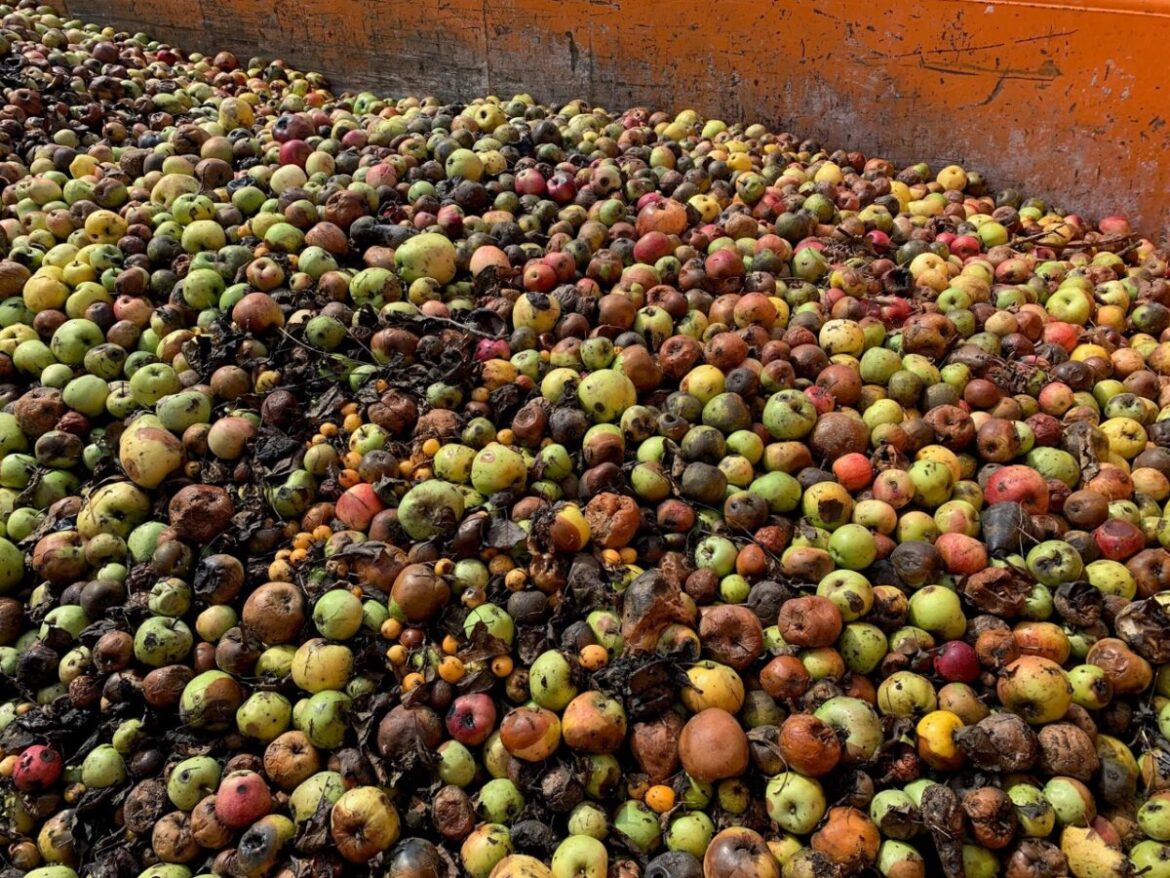 Der OSB stellt wieder Container für Fallobst auf.