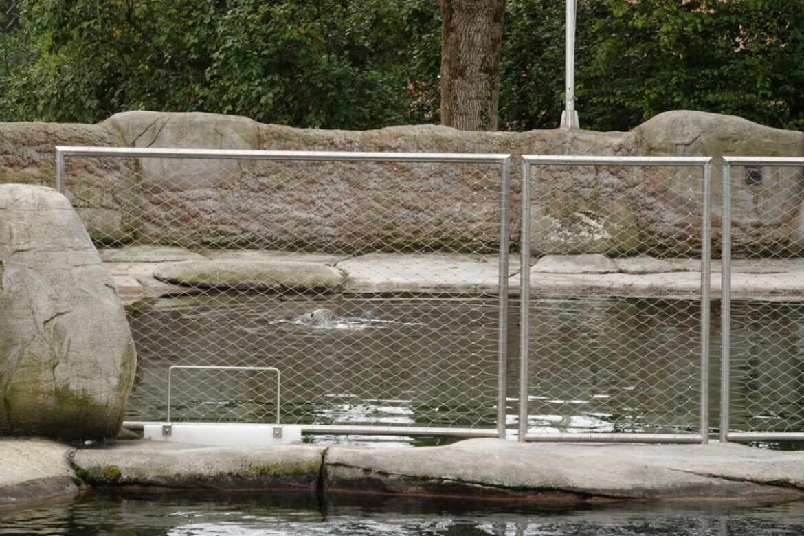 Seehund-Nachwuchs im Zoo Osnabrück
