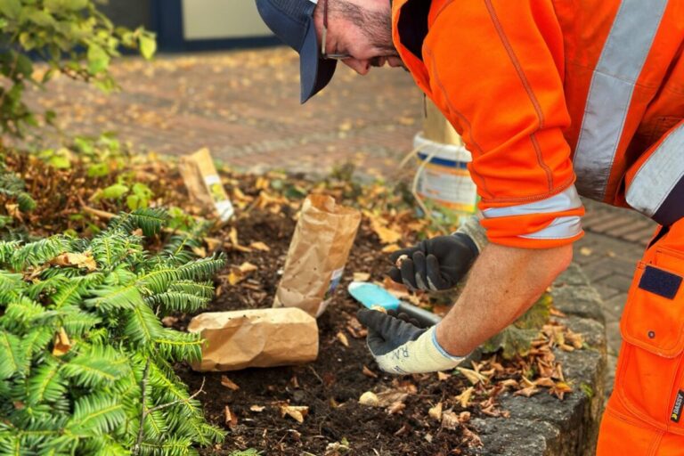 Rund 750 Blumenzwiebeln werden eingepflanzt.