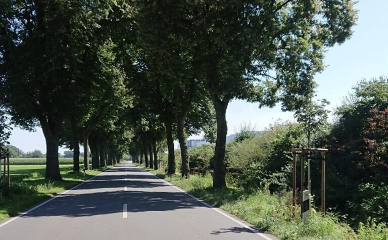 Straßenallee an der B 218 zwischen Venne und Schwagstorf