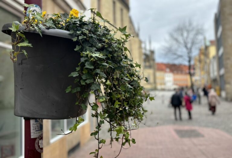 Blumen in der Innenstadt