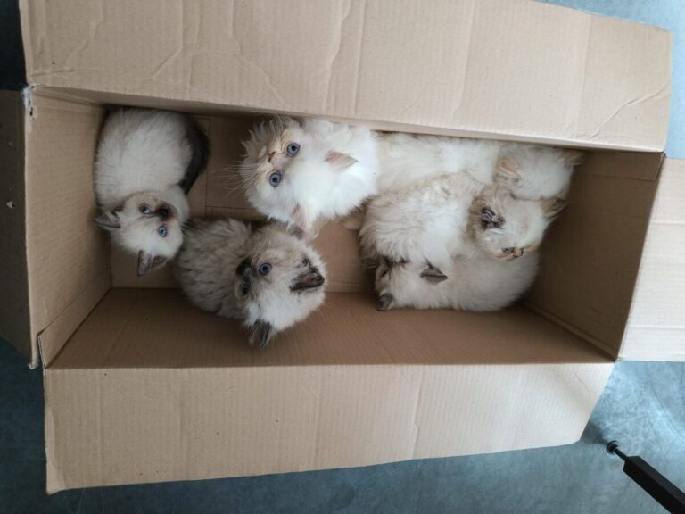 Katzen