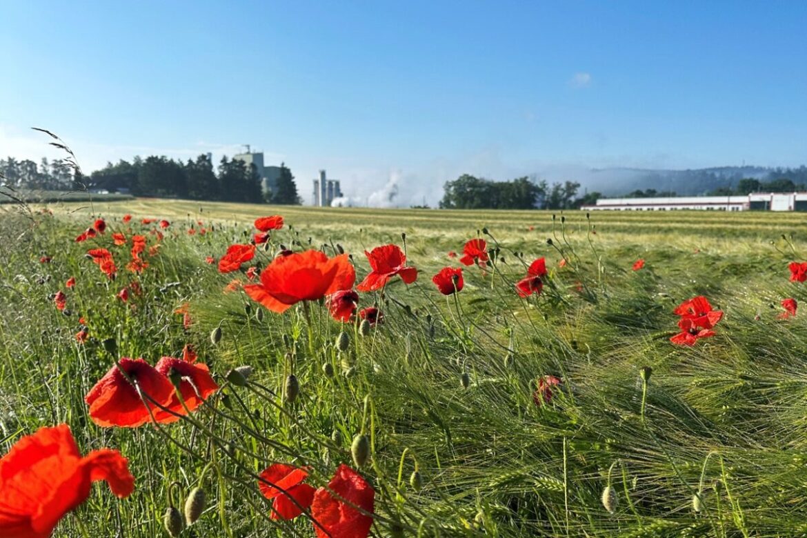 Saatgut für Blühstreifen in Georgsmarienhütte