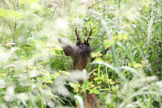 Tierrettung: Feuerwehr rettet Reh aus Kanal bei Bramsche