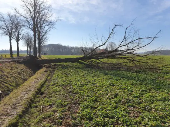 Landstraße in Melle: Sattelzug kollidiert mit Bäumen und kippt um