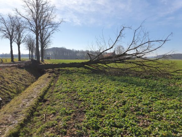 Landstraße in Melle: Sattelzug kollidiert mit Bäumen und kippt um