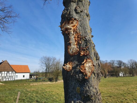 Landstraße in Melle: Sattelzug kollidiert mit Bäumen und kippt um