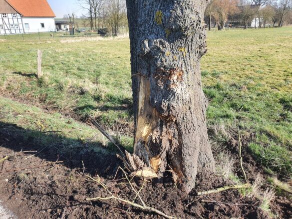 Landstraße in Melle: Sattelzug kollidiert mit Bäumen und kippt um