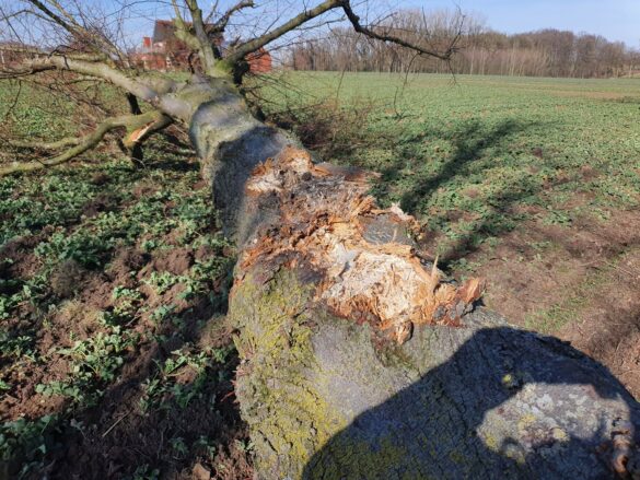 Landstraße in Melle: Sattelzug kollidiert mit Bäumen und kippt um