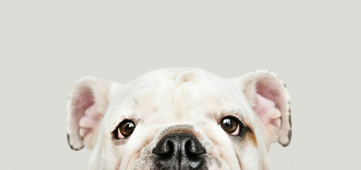 American Bully Mischlingshund