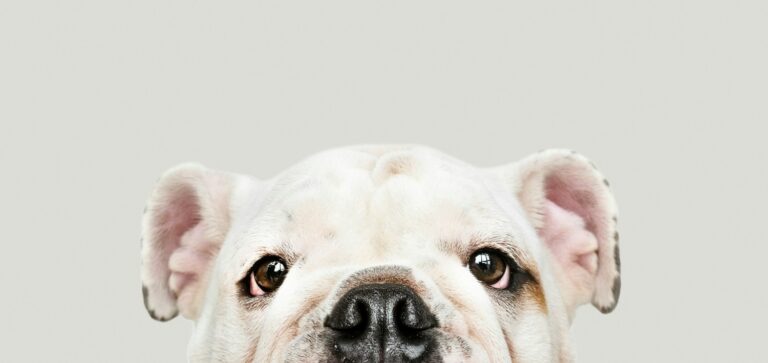 American Bully Mischlingshund