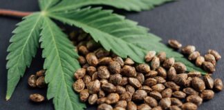 Hanfsamen Cannabis Pflanze Kaufen